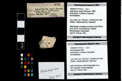 Foto (Objekt + Etikett) von Munidopsidae indet.  (NHMW-GEO-1990-0041-10153a)